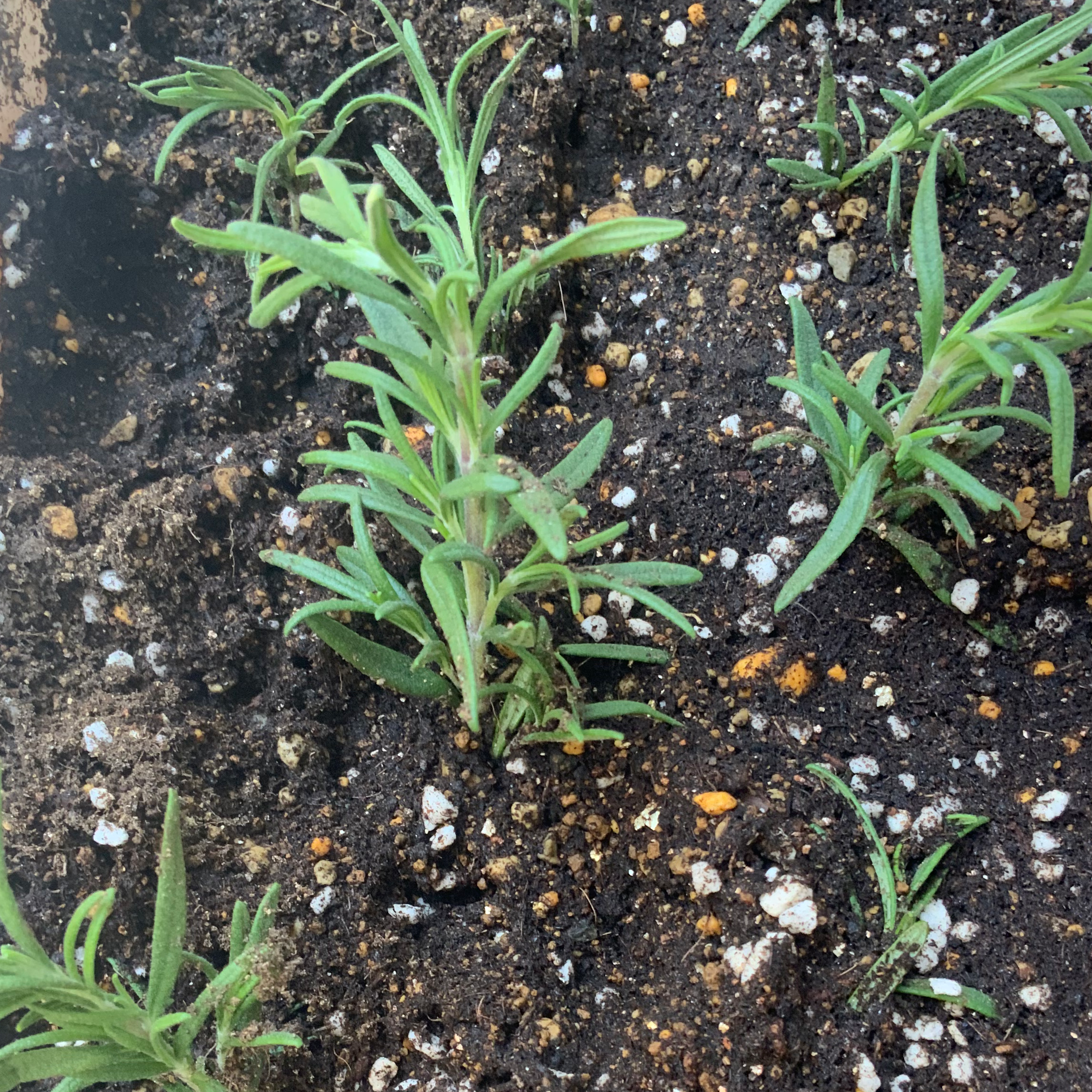 ハーブ育成の星