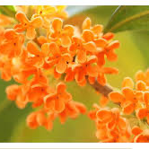 パニク障害の星