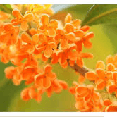 パニク障害の星