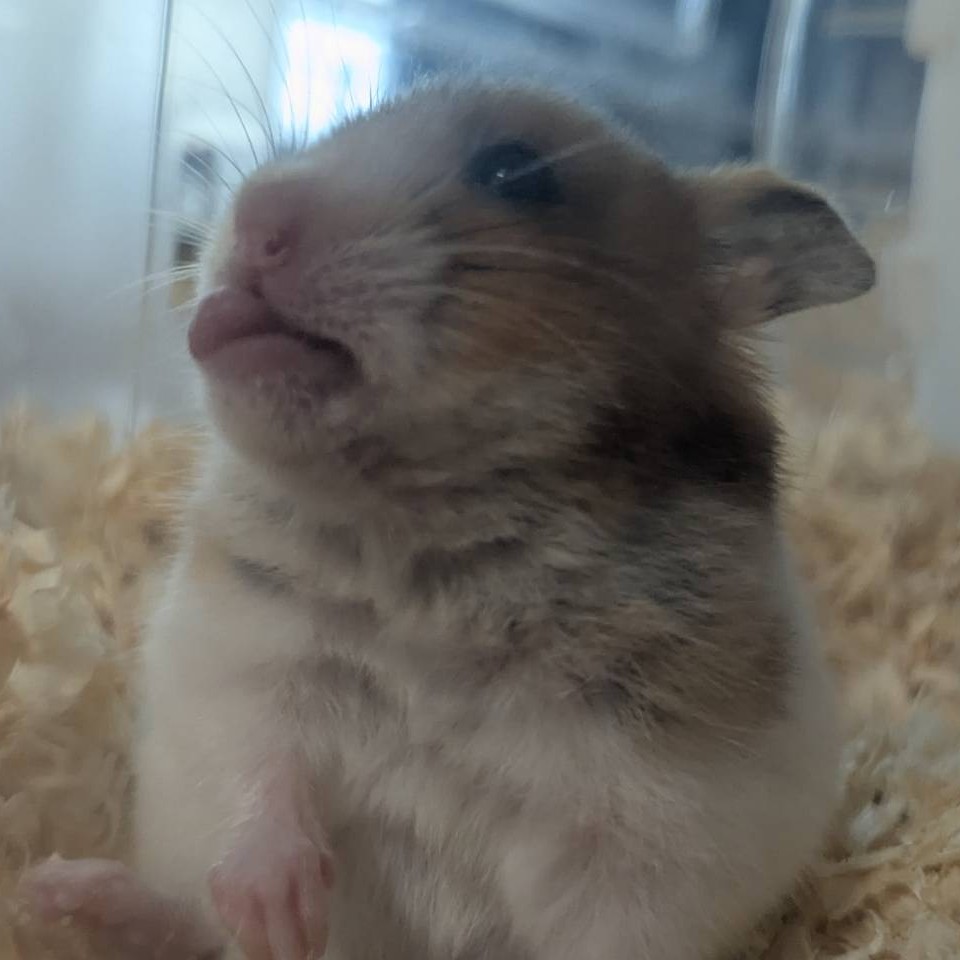 はむ太郎🐹の星