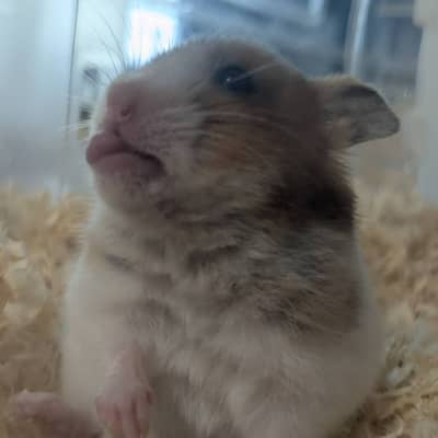 はむ太郎🐹の星