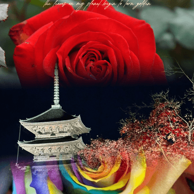 風花(動画)の星