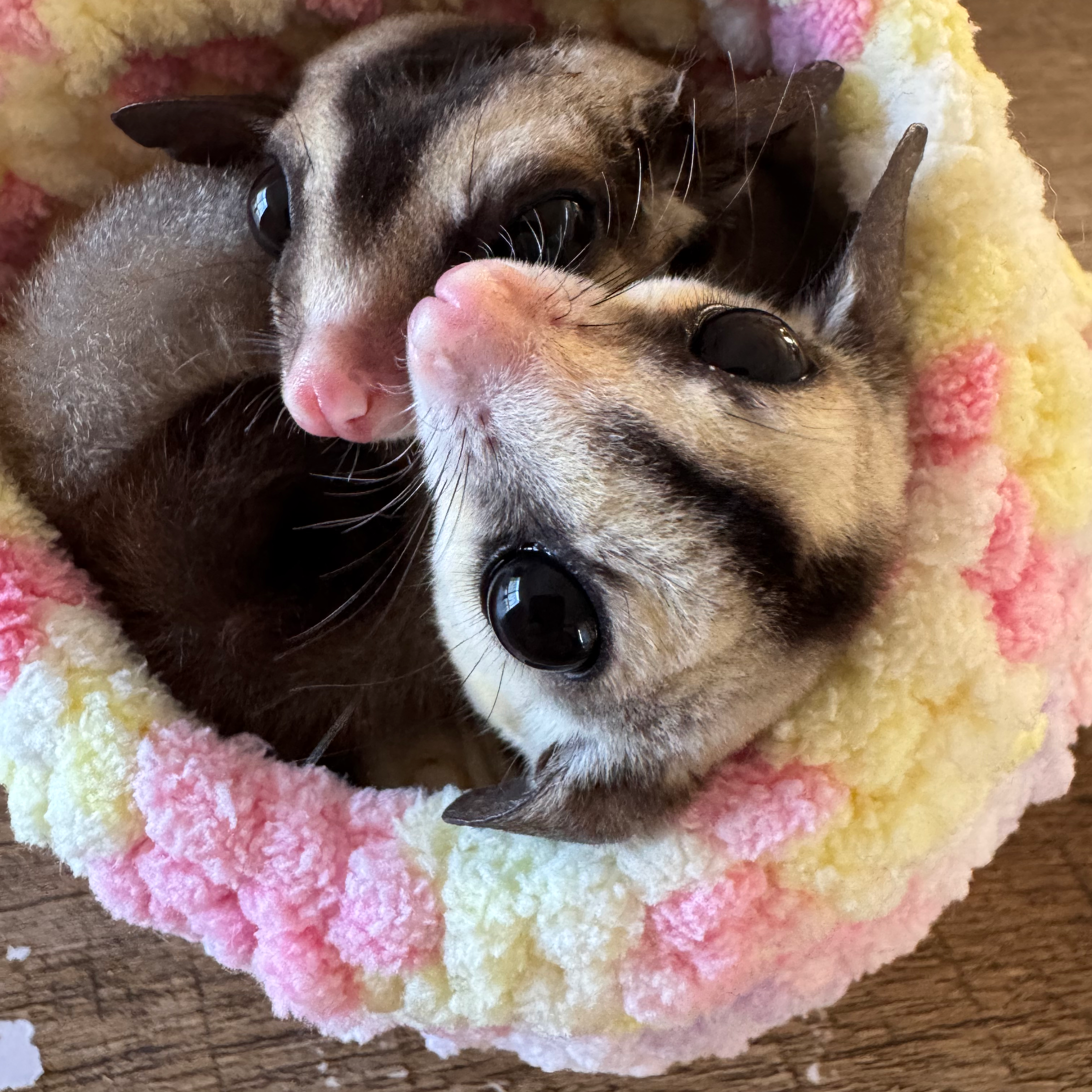 【フクロモモンガ】の星