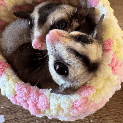 【フクロモモンガ】の星