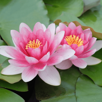 優しい人類の星