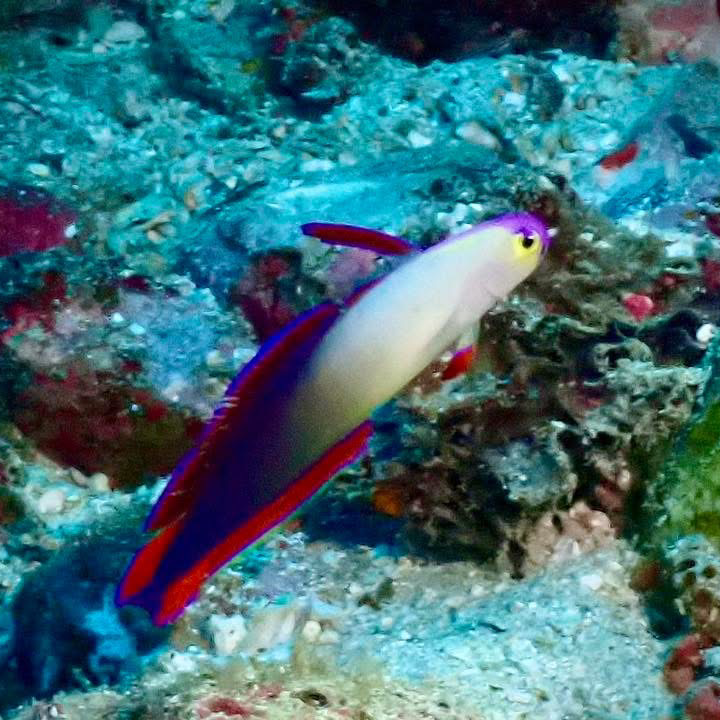 正しいとか知らんの星