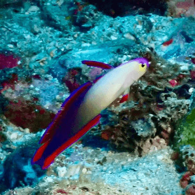 正しいとか知らんの星