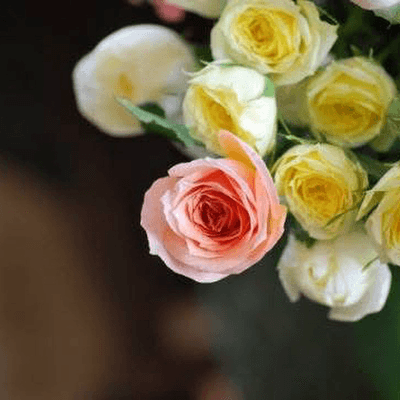 クスッと笑ったの星