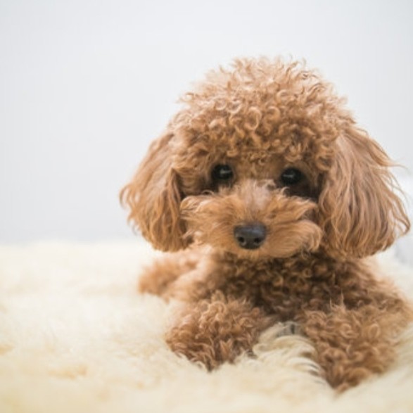 といぷーーーーどる！の星