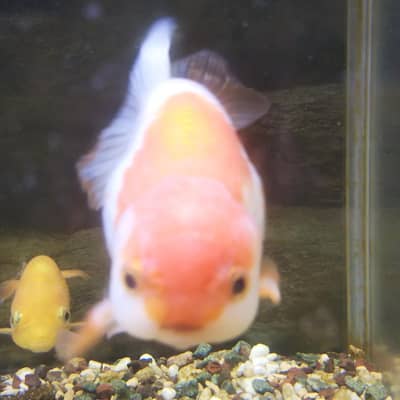 ムギュ´ε｀ランチュの星