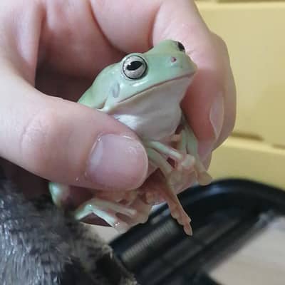カエル🐸の星