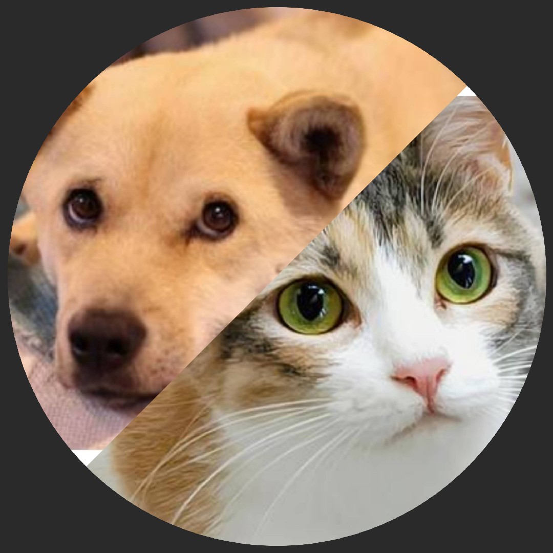 雑種犬/雑種猫の星