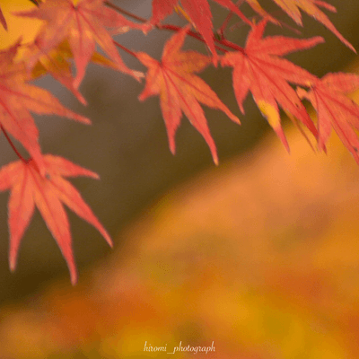 カメラ‪⸜📷⸝