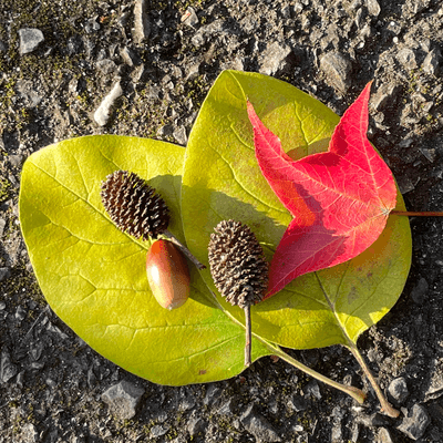ぽかぽか隊の星