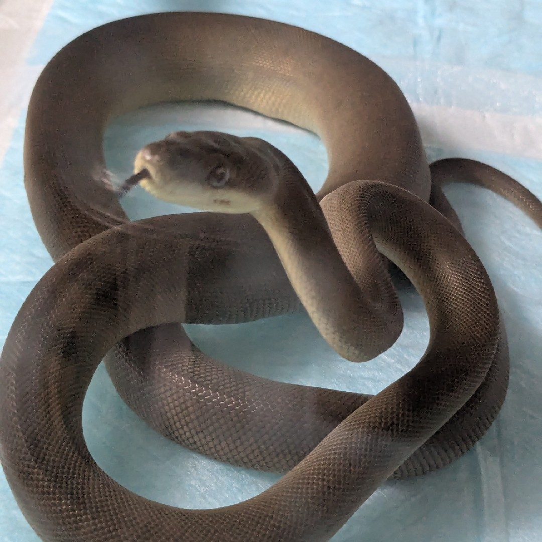 爬虫類 特にヘビ🐍の星