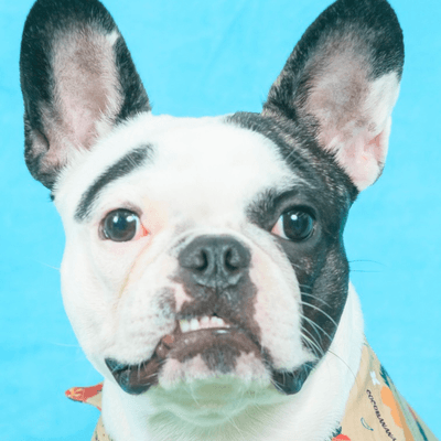 フレンチブルドッグ
