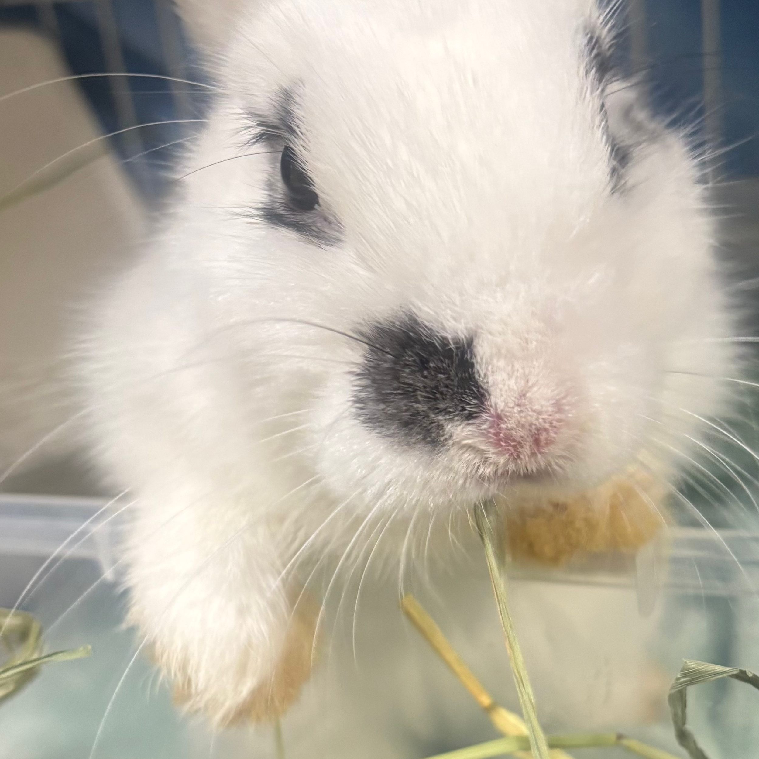 うさぎ好きの星