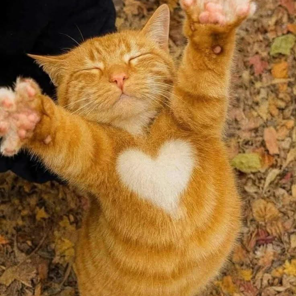 片思いの星の星