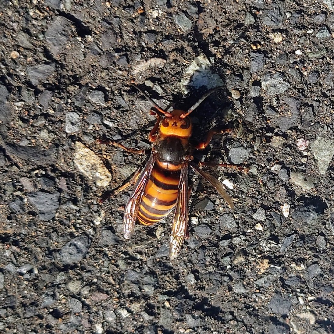 マイナーな生き物の星