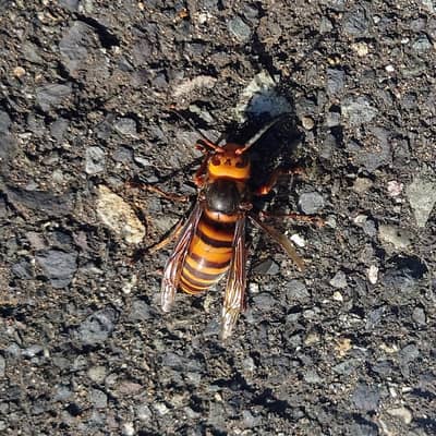 マイナーな生き物の星