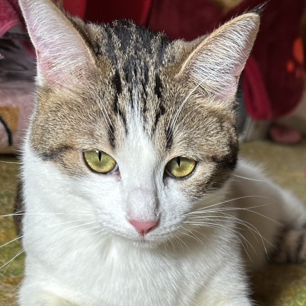 保護猫カフェの星