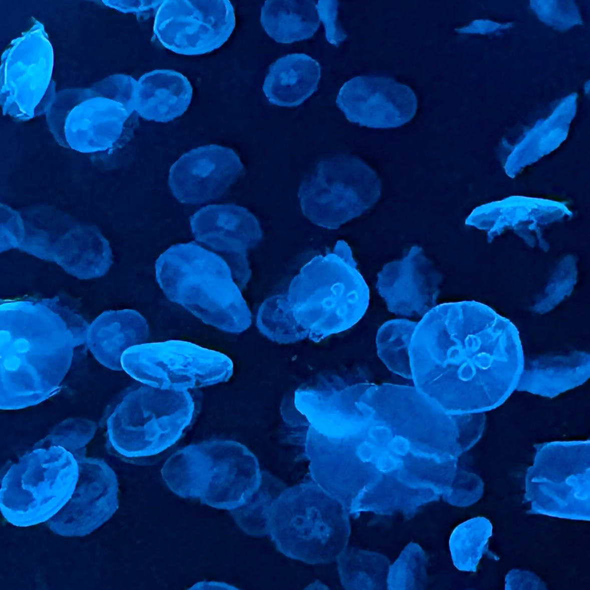 儚き海月たちの星