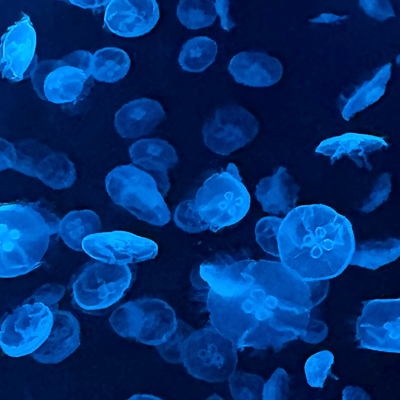 儚き海月たちの星