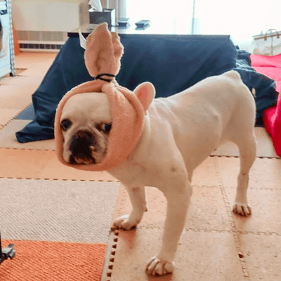 フレンチブルドッグ