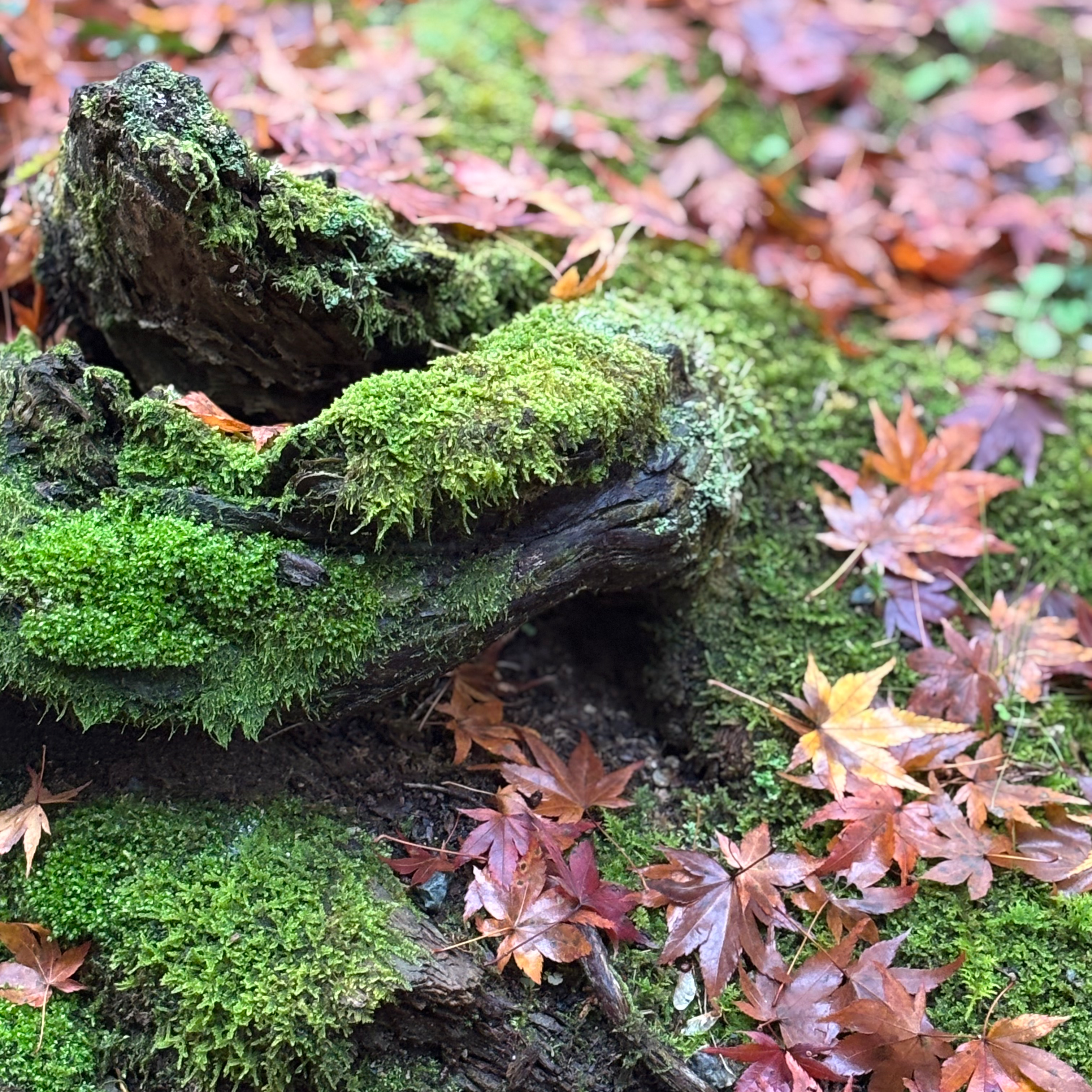 苔と風景が好きなの星