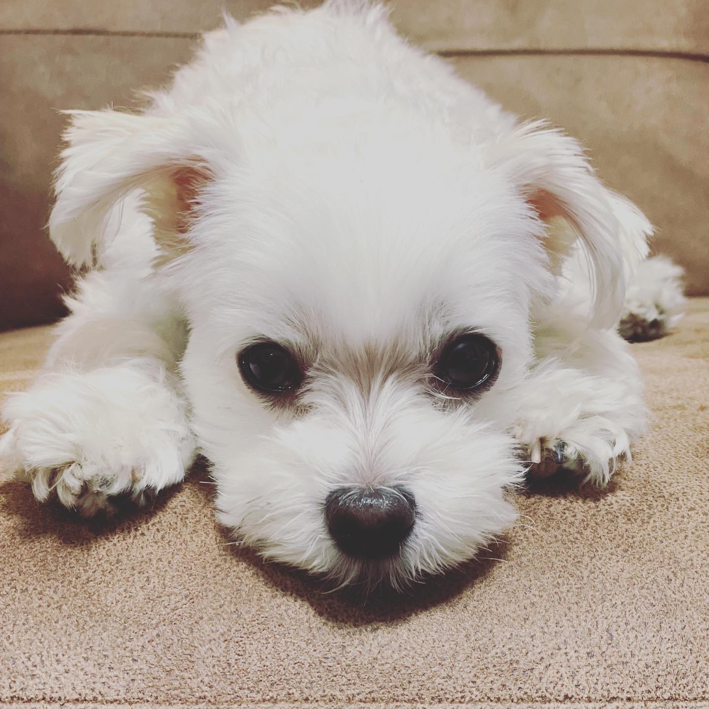 マルチーズの星