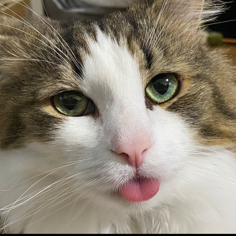 ããðã®å®ç®±ã®æ