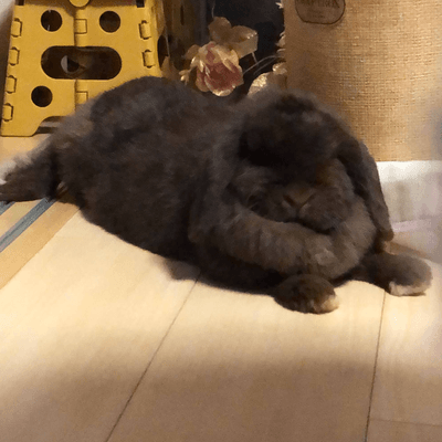 うさぎ飼の為の星