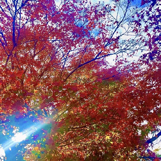 季節を楽しむの星