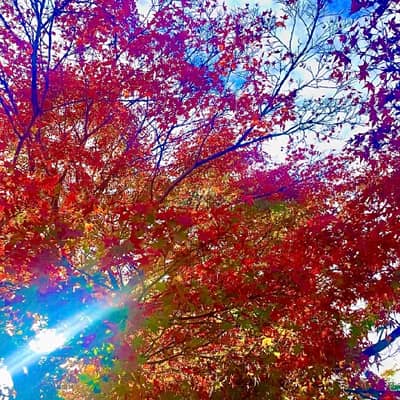 季節を楽しむの星