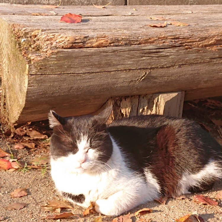 暇人、寂しがり屋の星