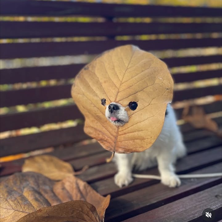 あまりにもむざんの星