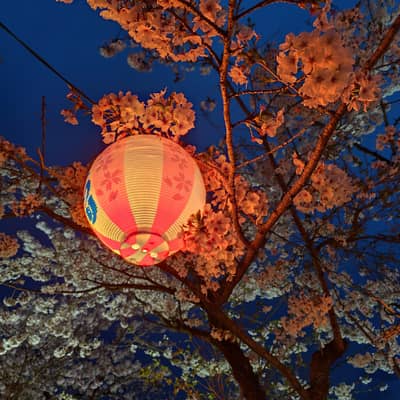 夜行性レズビアンの星