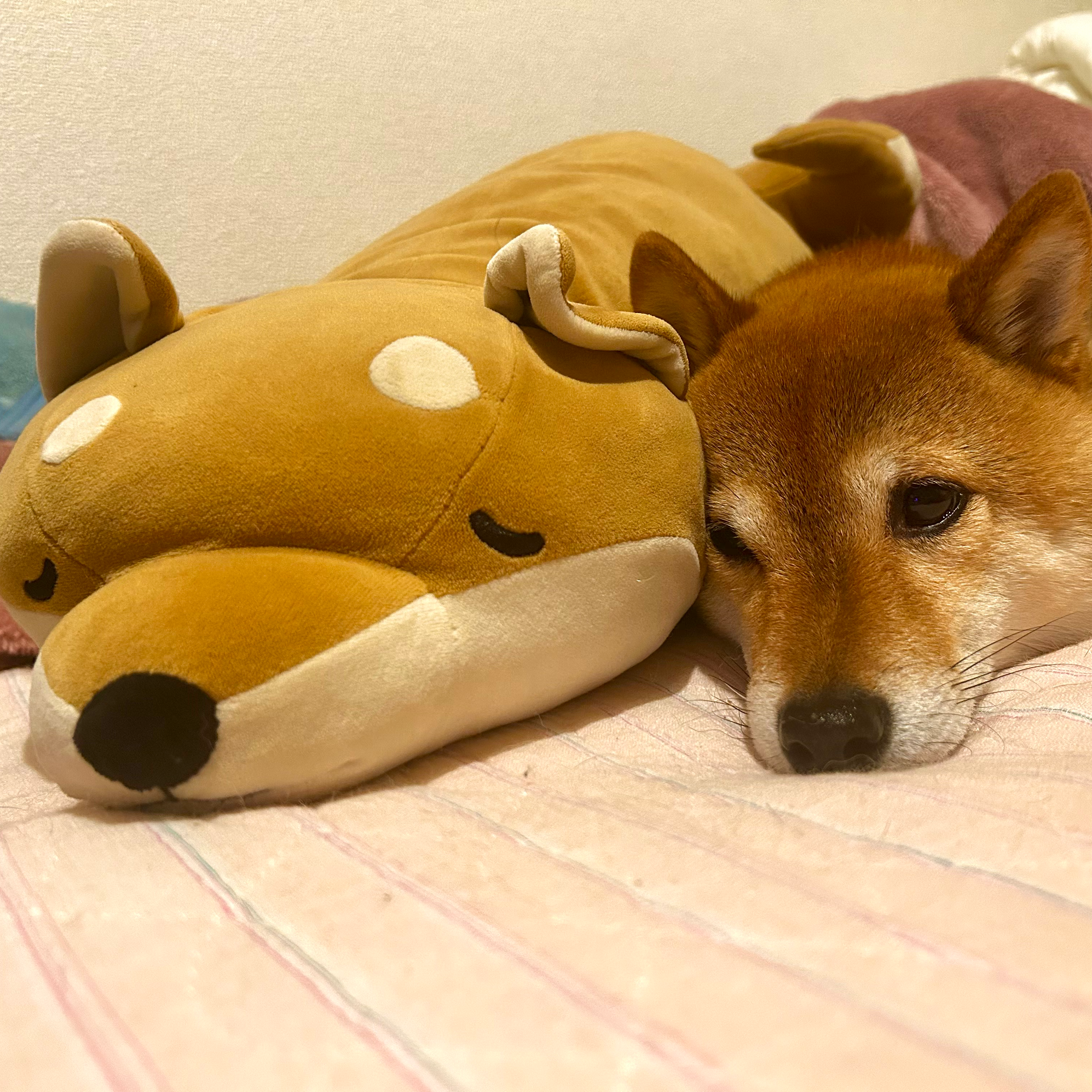 豆柴しか勝たん！の星