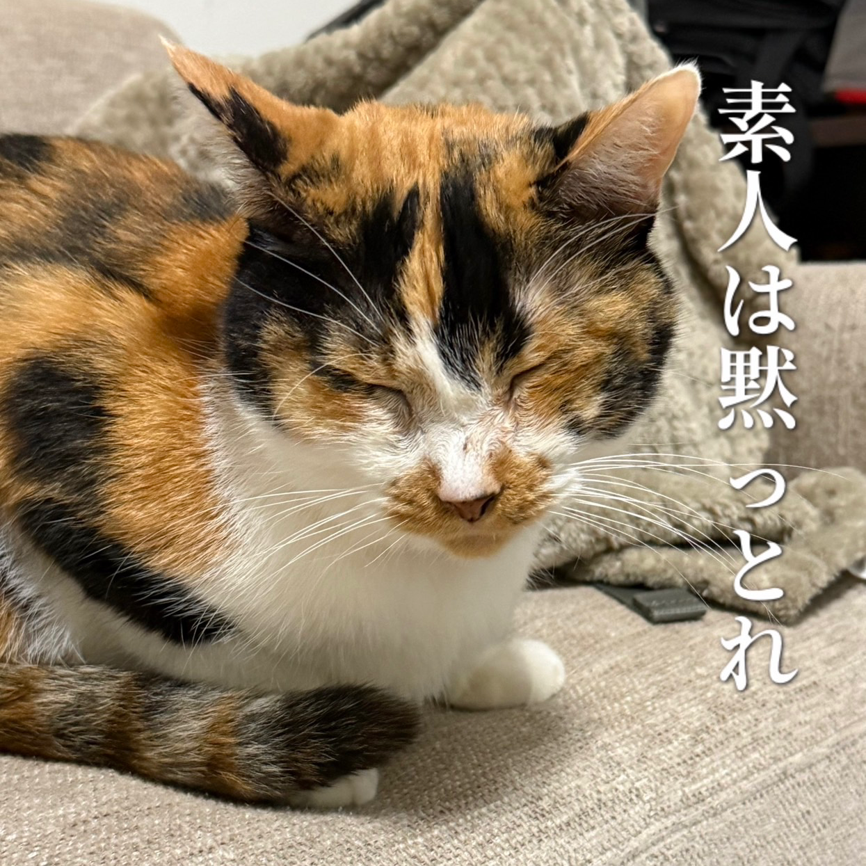 どこかの猫の日常