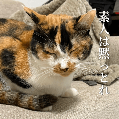 どこかの猫の日常