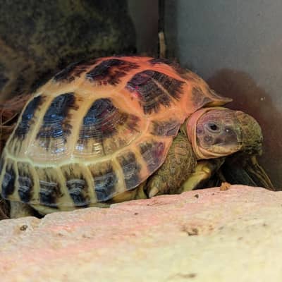 🐢カメ🐢の星