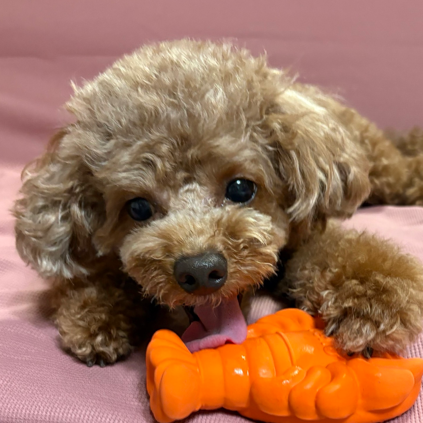 集まれ03世代の星