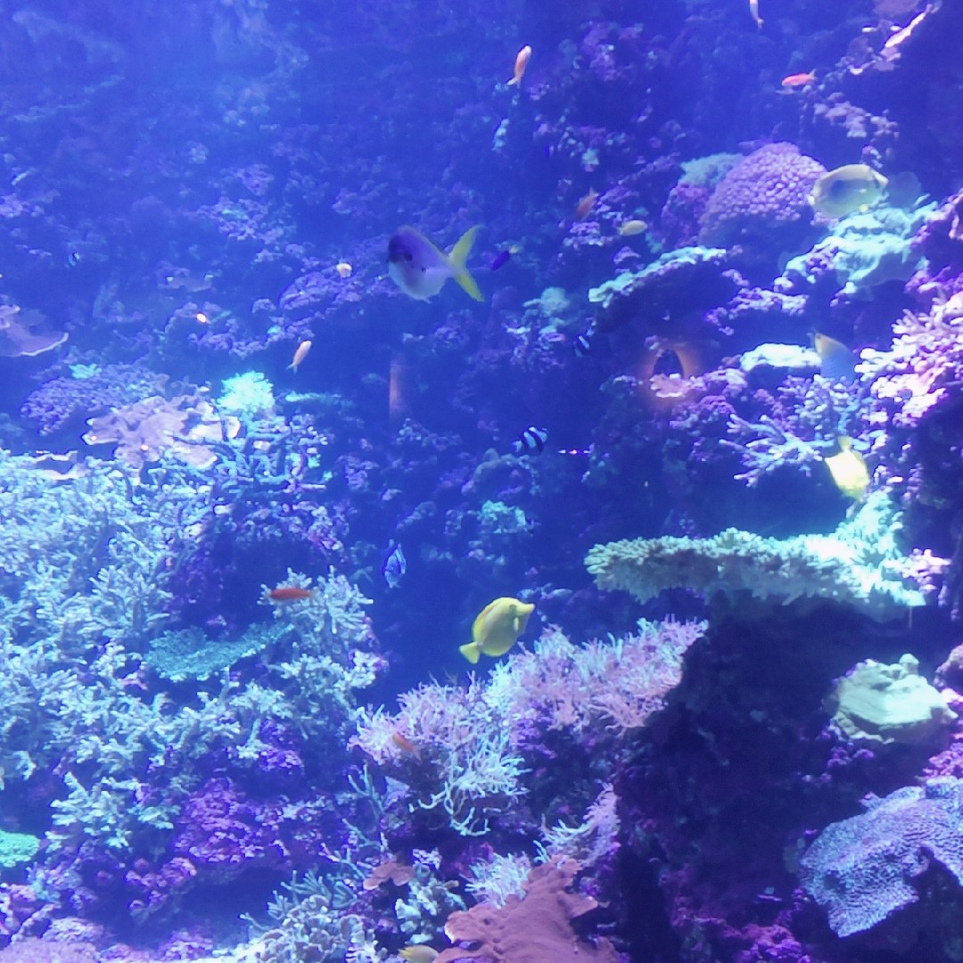 公務員ユース部組の星