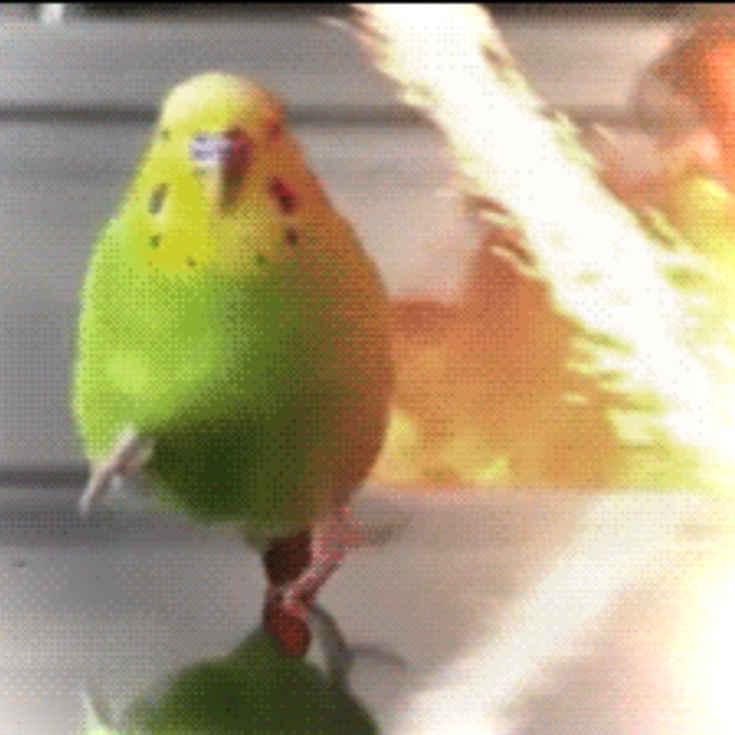 固定メンツの星