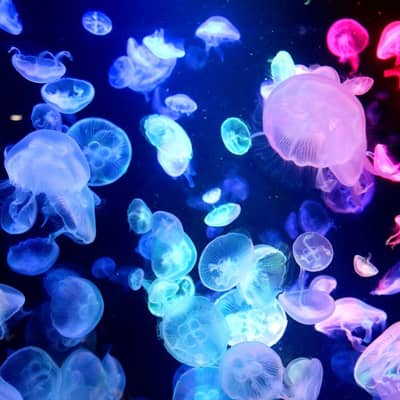 クラゲ界隈の星