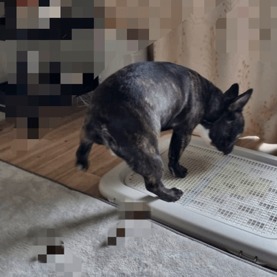 フレンチブルドッグ