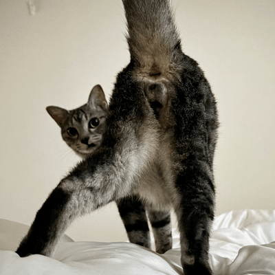 倫理観ゼロの星