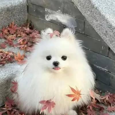 暇人、寂しがり屋の星