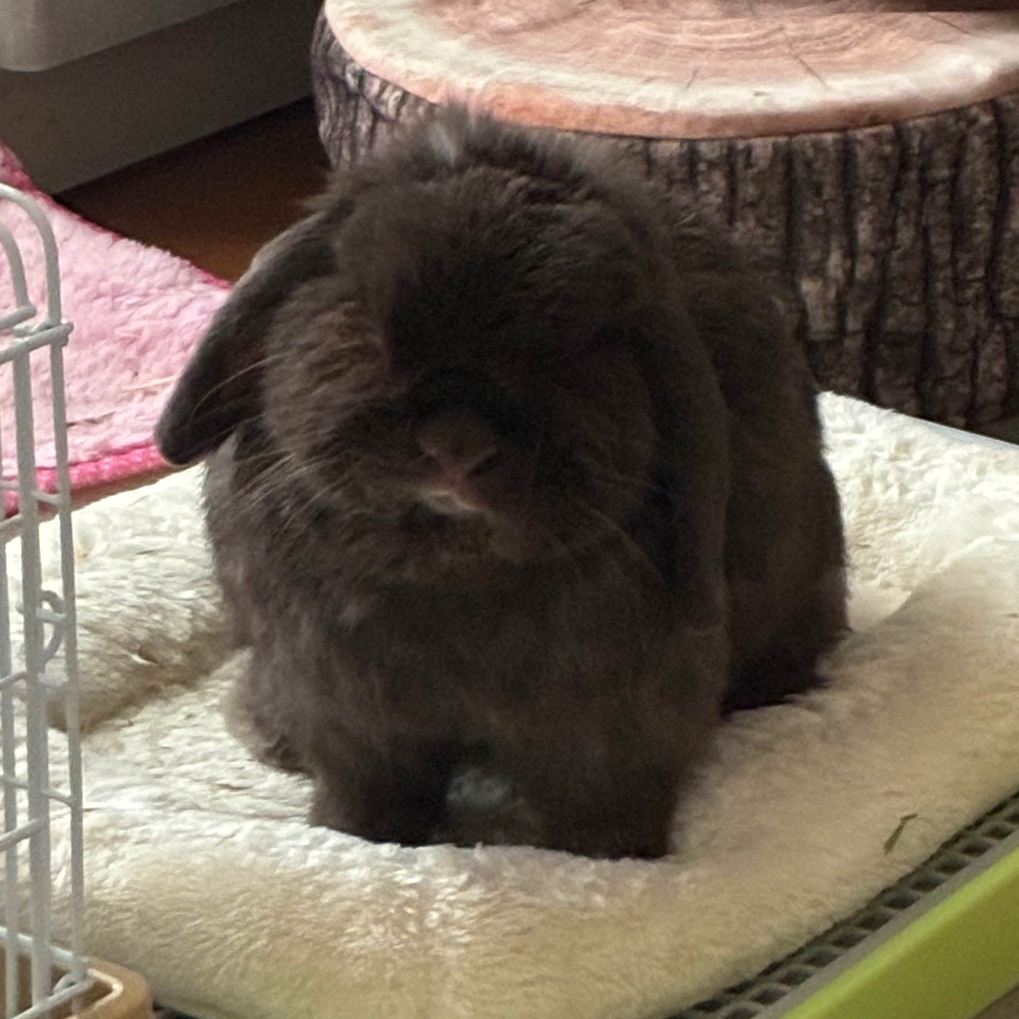 🦋タスク消化🦋の星