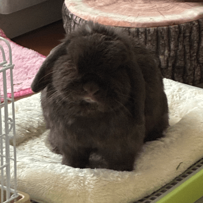 🦋タスク消化🦋の星